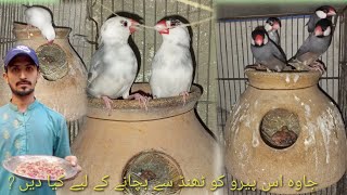 Java Sparrow Ko Thand Se Bachane Ka Tarika [upl. by Tade867]