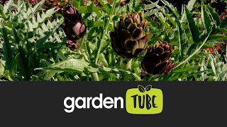 How To Grow Artichokes Violet de Provence Variety [upl. by Aleuname158]