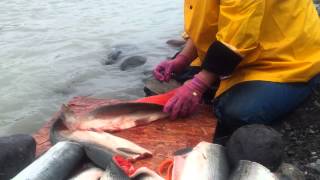 Dottie using a ulu knife filletting a Copper River [upl. by Bastian270]