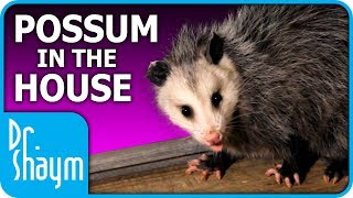 Possum in the House AdvertiserFriendly Version [upl. by Fai]