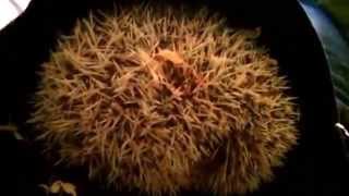 This is what a scared Hedgehog Sounds like [upl. by Atilef794]