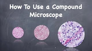 How To Use a Compound Microscope [upl. by Furey]