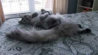 ENORMOUS Maine Coon Cat Sean Coonery Talking [upl. by Lionel671]