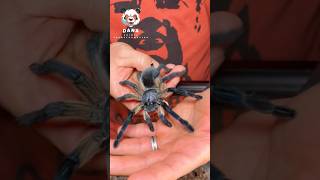 Natures Amazing Animal Metamorphosis animaljourney spider beautifulnature [upl. by Aisan]