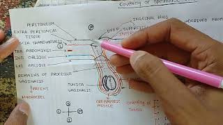 Layers of Spermatic cord Testis and Scrotum [upl. by Lig392]