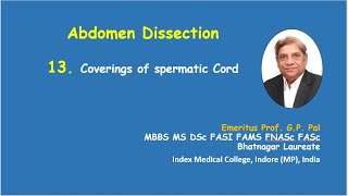 13 Dissection of coverings of spermatic cord and testis [upl. by Egief]