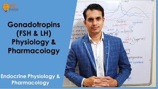 Endocrine Hormones part 7 Gonadotropins Hormones FSH amp LH Physiology amp Pharmacology [upl. by Anilek286]