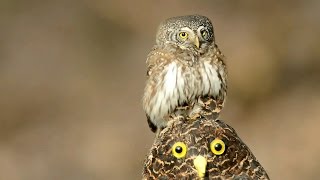 Воробьиный сыч  мелкая сова Eurasian pygmy owl [upl. by Dammahum]