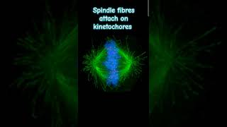 Attachment of spindle fibres on kinetochore during celldivision cytology chromosome neet [upl. by Guise742]