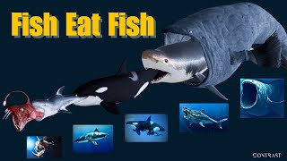 Fish Eat Fish  3D Animation Comparison [upl. by Salomone]