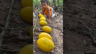 Survival Skills Yellow watermelon skills in forest survival camping forest watermelon [upl. by Iolenta]