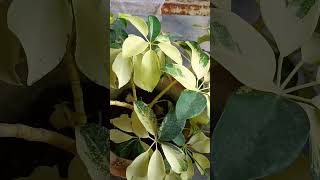 schefflera plant care tips gardening aloksgardeningtips garden gardeningideas aloksvlog plant [upl. by Tressia2]