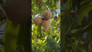 Sapote fruit tree from my mom’s house lifestyle fruit food [upl. by Darian914]