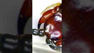 This GIANT CENTIPEDE tried to kill me  under the microscope [upl. by Dryfoos]