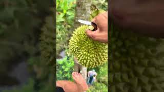 Lụm Quá đã luôn Durian Fruits Short [upl. by Gwen563]