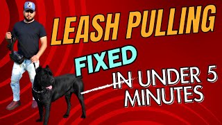 Cane Corso LEASH PULLING FIXED IN 5 MINUTES [upl. by Mirielle]