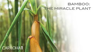 Bamboo The Miracle Plant [upl. by Billie]