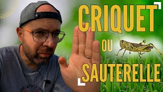 Quelles Différences entre La Sauterelle et Le Criquet insectes wildlife [upl. by Tilly626]