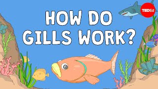 Why fish are better at breathing than you are  Dan Kwartler [upl. by Gardal]