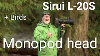 Sirui L20S Monopod Head  Photographing the American Dipper [upl. by Publia]