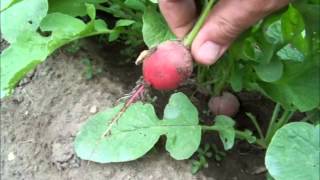 Cherry Belle Radish Harvest  Root Crops [upl. by Lowney719]