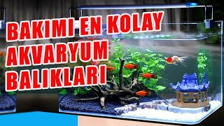 EN KOLAY AKVARYUM BALIKLARI  Bakımı Kolay Akvaryum Balıkları  Akvaryum Başlangıç Balıkları [upl. by Remlap640]