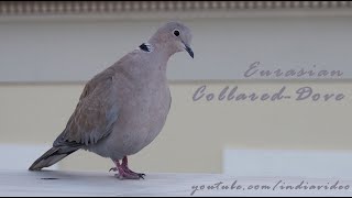 Eurasian Collared Dove [upl. by Fiorenze]