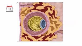 General Embryology  Detailed Animation On Second Week Of Development [upl. by Strickland]