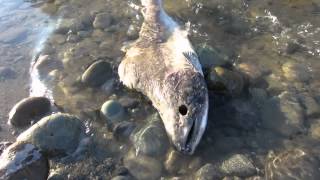 Zombie Salmon in October Stillaguamish River Wa [upl. by Rosalia]