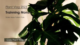 2023 Plant Vlog How To Train A Monstera Deliciosa With A Moss Totem Pole [upl. by Teriann233]