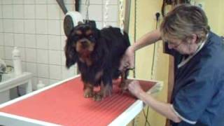 SALON TOILETTAGE REGARD CANIN BLACKwmv [upl. by Birkett702]