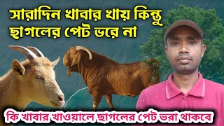 সারাদিন খাবার খায় কিন্তু ছাগলের পেট ভরে না  কি খাবার খাওয়ালে পেট ভরা থাকবে [upl. by Cooperstein]