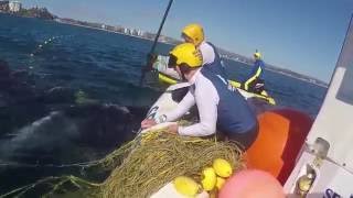 Mother Humpback Stays by Calf While Rescuers Free it From Shark Net [upl. by Attenwahs]