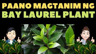 🔴 PAANO MAGTANIM NG BAY LAUREL PLANT FROM SEEDS  HOW TO GROW BAY LAUREL PLANT FROM SEEDS PART 1 [upl. by Nester669]