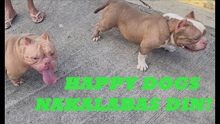 HAPPY DOGS NAKISAMA ANG PANAHON  PAMPAKAPIT PALA PARA MAY LABAN BULLY  DON RAIDER VLOG 392 [upl. by Enelyt491]