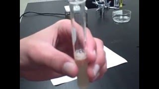 Catalase Enzyme Lab Test 4  Part II Mr Pauller [upl. by Ttenyl]