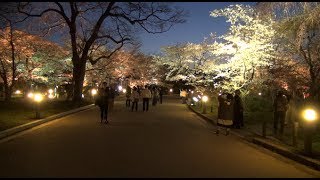 京都府立植物園 桜ライトアップ【京都】 [upl. by Lsiel683]