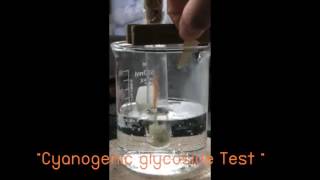 Cyanogenic glycoside Test [upl. by Droffats202]