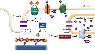 Cardiac ExcitationContraction Coupling [upl. by Roose]