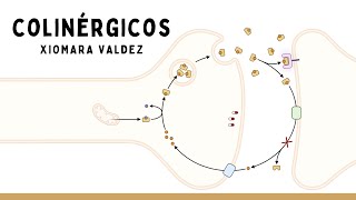 COLINÉRGICOS Y ANTICOLINÉRGICOS Intoxicación Por Organofosforados  Farmacología [upl. by Anilehs]