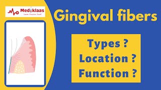 Gingival fibers  types  function  Mediklaas [upl. by Aisereht]