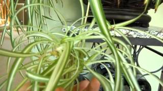 Propagating Spider Plant  Chlorophytum comosum [upl. by Annawd617]