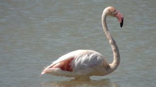 Flamenco común Phoenicopterus roseus Greater Flamingo [upl. by Cut642]