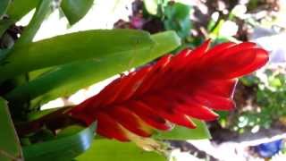 Bromeliad  Vriesea splendens  Flaming Sword  Top 10 Bromeliads HD 04 [upl. by Venus]