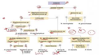 Microbiology course  Scheme of cocci [upl. by Rickert776]