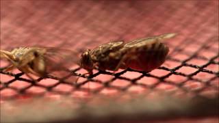 Female Tsetse Fly Feeding 5 [upl. by Yesdnyl]