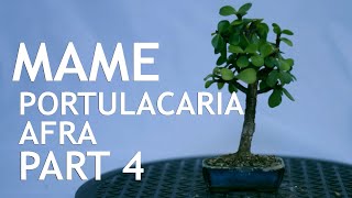 Portulacaria Afra Update from the 2020 Mame Challenge Part 4 [upl. by Acysej]