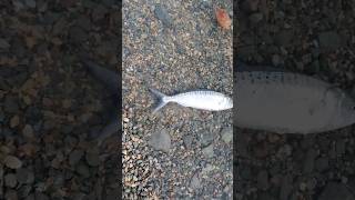 Nice Kahawai Fishing nz kahawai surfcasting [upl. by Llerad505]