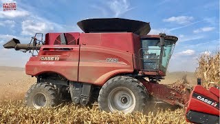 Case IH 8250 AXIALFLOW Combine Harvesting Corn [upl. by Cia715]