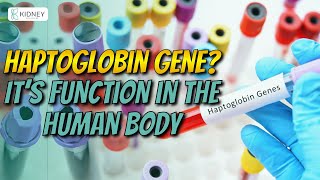 Haptoglobin Gene  It’s Function In The Human Body  Genotype [upl. by Gnah]